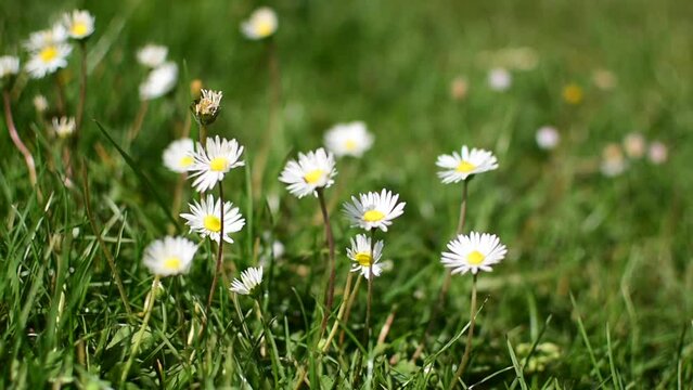 cinematic effect and close up of little daisies on a green field and in background the blue of the lake