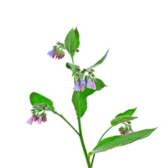 Fototapeta na wymiar Common Comfrey (Symphytum officinale) plant isolated on a white background.