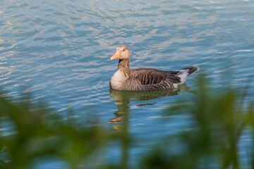 goose on the water