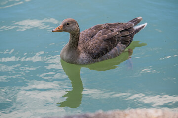 goose on the lake