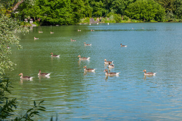 geese in the lake