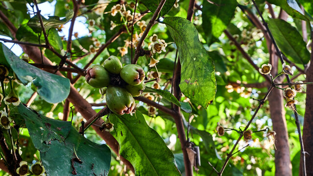 Green water apple or Syzygium samarangense on a very fresh tree