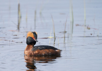 Horned grebe or Slavonian grebe (Podiceps auritus). 