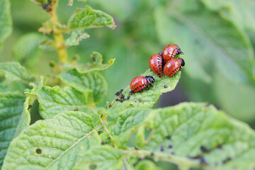 Larvae of the Colorado potato beetle eat a potato leaf. Closeup. An illustration on the theme of protecting this agricultural plant from pests. Farm and gardening. Macro