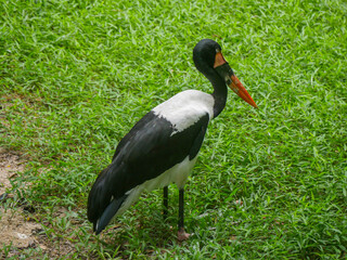 saddle-billed stork or saddlebill (Ephippiorhynchus senegalensis) is a large wading bird in the stork family roaming in park © Azad Jain