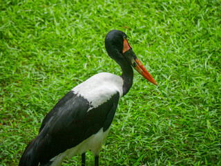 saddle-billed stork or saddlebill (Ephippiorhynchus senegalensis) is a large wading bird in the stork family roaming in park
