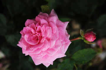 A large bud of a light pink rose flaunts in the summer sun, computer wallpaper