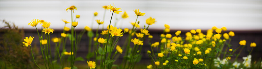 Fototapeta premium Background banner panorama of flowers in the yard. Beautiful natural panoramic countryside landscape. Selective focusing on foreground with strong blurry background and copyspace