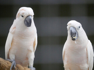 salmon-crested cockatoo (Cacatua moluccensis), also known as the Moluccan cockatoo, is a cockatoo...