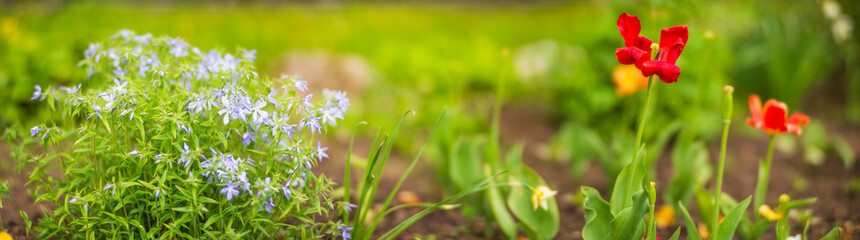 Background banner panorama of flowers in the yard. Beautiful natural panoramic countryside landscape. Selective focusing on foreground with strong blurry background and copyspace