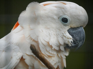 salmon-crested cockatoo (Cacatua moluccensis), also known as the Moluccan cockatoo, is a cockatoo...