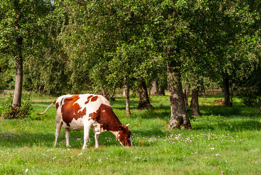 Piękno z p&oacute;l i łąk w letni dzień, Podlasie, Polska
