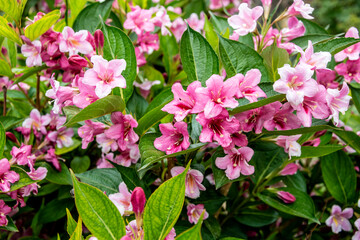 Pink flowers. Weigela hybrid styriaca.