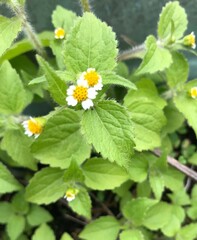 wild strawberry flower