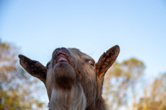 a closeup shot of a funny goat in a farm