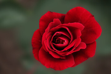 Beautiful red rose getting ready for bed, computer wallpaper