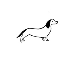 Obraz na płótnie Canvas Dachshund, Sketch dog, black and white dog