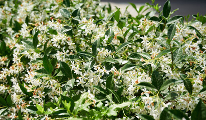 White fluffy bush of beautiful spring flowers