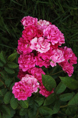 Dew drops wrapped a large bush of red roses, computer wallpaper