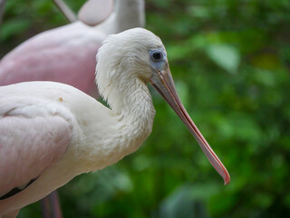 roseate spoonbill (Platalea ajaja) is a gregarious wading bird of the ibis and spoonbill family standing near pond
