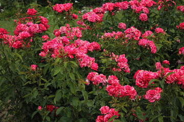 Flower bed of colorful scarlet roses in the botanical garden, computer wallpaper