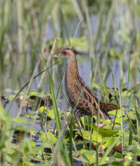 Baillon's crake, also known as the marsh crake, is a small waterbird of the family Rallidae.