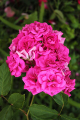 Inflorescence of delicate pink roses in a cozy park, computer wallpaper