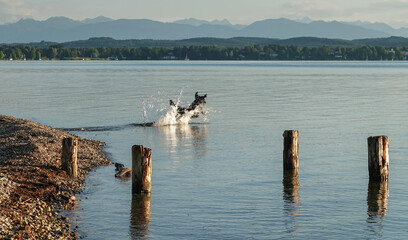 Naklejka premium Hund jagt durch das Wasser am Starnberger See