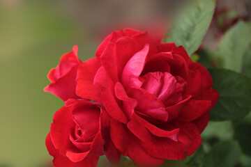 The magic and grace of a red rose, computer wallpaper