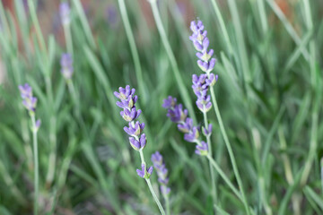 lavender plant growing in home garden