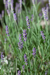 lavender plant growing in home garden