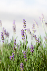lavender plant with white background