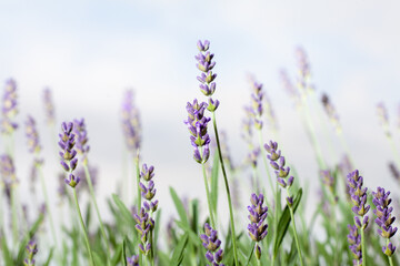 lavender plant with white background