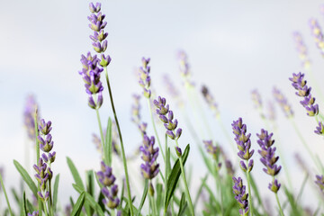 lavender plant growing in home garden