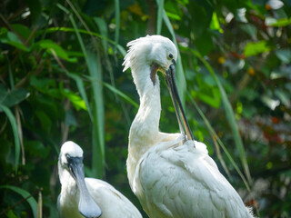 Spoonbill are a genus, Platalea, of large, long-legged wading birds standing in park