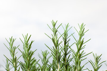 rosemary plant with white background