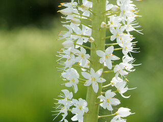 Eremurus himalaicus - Foxtail lily or desert candle with bottlebrush-shaped ivory to white pure...