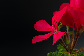 Fototapeta  Piękny kwiat pelargonii obraz