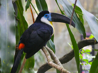 channel-billed toucan (Ramphastos vitellinus) seated on branch of tree
