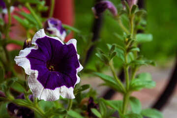 Fototapeta Piękny świeży kwiat petunii ogrodowej obraz