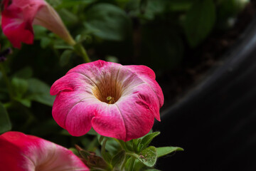 Piękny świeży kwiat petunii ogrodowej