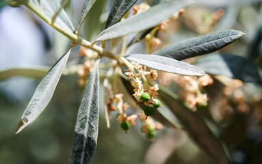 Small young olive berry on a green tree
