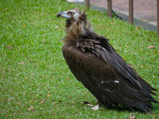 cinereous vulture (Aegypius monachus) is a large raptor also known as the black vulture, monk vulture and Eurasian black vulture roaming in Park
