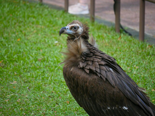 cinereous vulture (Aegypius monachus) is a large raptor also known as the black vulture, monk vulture and Eurasian black vulture roaming in Park