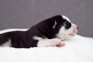 Siberian Husky puppy sleeps on a white blanket on the bed. Newborn puppy sleeping