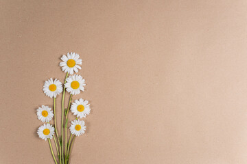 Kamile auf natürlichen Hintergrund, Daisy mit Rahmen und Copy Space