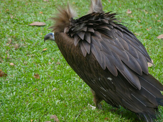 cinereous vulture (Aegypius monachus) is a large raptor also known as the black vulture, monk vulture and Eurasian black vulture roaming in Park