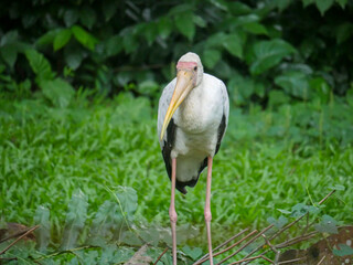 American white ibis bird (Eudocimus albus) is a species of bird in the ibis family roaming in Park