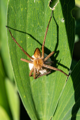 Pisaura mirabilis - Nursery web spider - Pisaure admirable