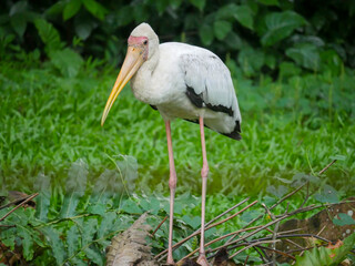 American white ibis bird (Eudocimus albus) is a species of bird in the ibis family roaming in Park